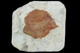 Fossil Leaf (Davidia) - Montana #101959-1